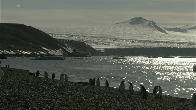 巴布亚企鹅(Pygoscelis巴布亚)在岩石海滩上，背景是雪山，南极洲视频素材