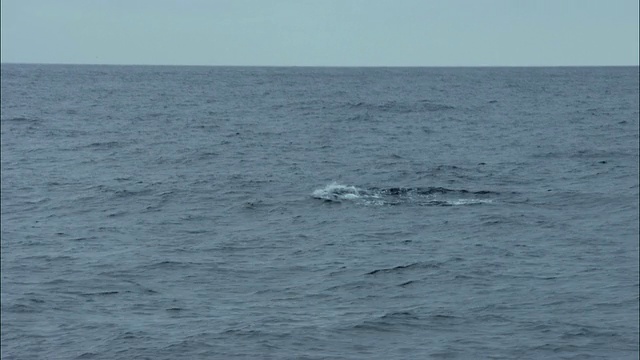 虎鲸(Orcinus orca)游泳在海洋，南极洲视频素材