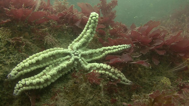 海星视频素材