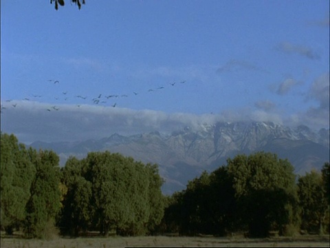 飞行中的欧洲鹤(Grus Grus)，西班牙德赫萨埃斯特雷马杜拉东北部山区背景视频素材