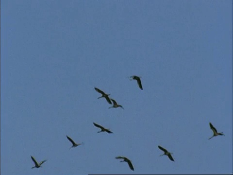 欧洲鹤(Grus Grus)在飞行，埃斯特雷马杜拉东北部，Dehesa，西班牙视频素材