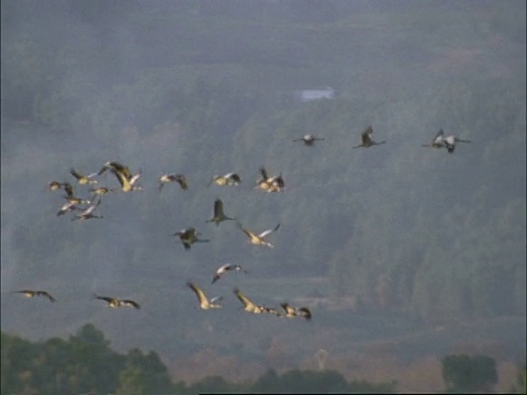 欧洲鹤(Grus Grus)在飞行，埃斯特雷马杜拉东北部，Dehesa，西班牙视频素材