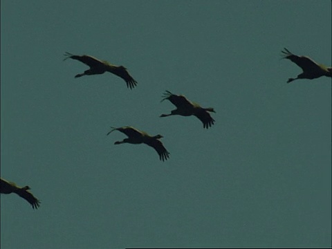 欧洲鹤(Grus Grus)在飞行，埃斯特雷马杜拉东北部，Dehesa，西班牙视频素材