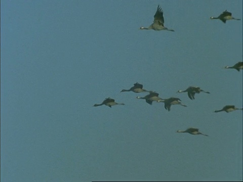 欧洲鹤(Grus Grus)在飞行，埃斯特雷马杜拉东北部，Dehesa，西班牙视频素材