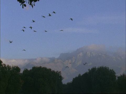 西班牙德赫萨埃斯特雷马杜拉东北部的欧洲鹤(Grus Grus)在山脉和树林上空飞行视频素材