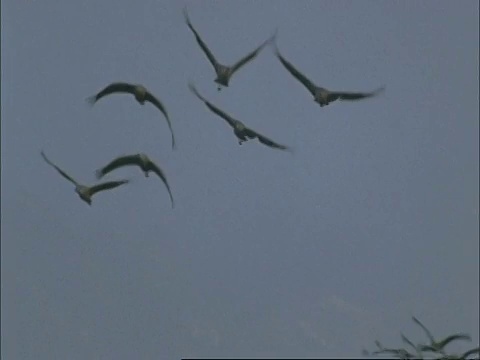 欧洲鹤(Grus Grus)在飞行，埃斯特雷马杜拉东北部，Dehesa，西班牙视频素材