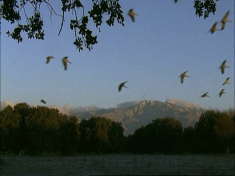 欧洲鹤(Grus Grus)飞往降落，晚上，埃斯特雷马杜拉东北部，Dehesa，西班牙视频素材