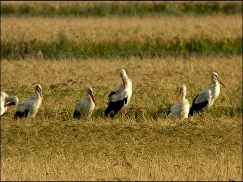 白鹳(Ciconia Ciconia)站在田野里，秋天，塔里法，安达卢西亚，西班牙南部视频素材