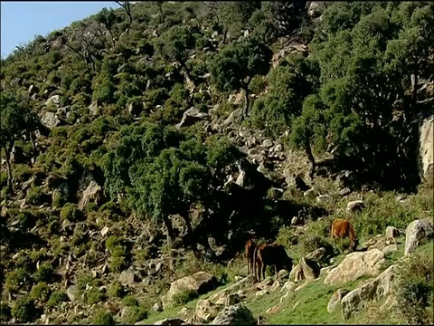 在岩石斜坡上的牛(牛)，秋天，自然公园，安达卢西亚，西班牙南部视频素材