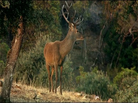 马鹿(Cervus elaphus)叫鹿，秋天，Sierra Morena，安达卢西亚，西班牙南部视频素材