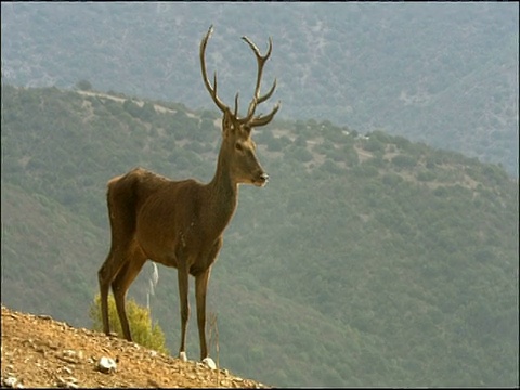 马鹿(Cervus elaphus)雄鹿呼唤和小便，秋天，Sierra Morena，安达卢西亚，西班牙南部视频素材