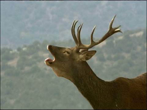 马鹿(Cervus elaphus)叫鹿，秋天，Sierra Morena，安达卢西亚，西班牙南部视频素材