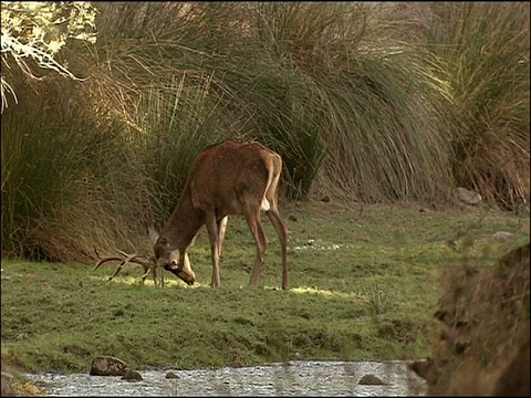 马鹿(Cervus elaphus)雄鹿在地上摩擦鹿角，秋天，Sierra Morena，安达卢西亚，西班牙南部视频素材