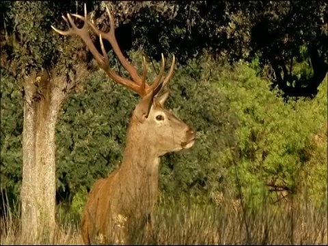 马鹿(Cervus elaphus)对着镜头，看起来很警觉。秋天，莫雷纳山脉，安达卢西亚，西班牙南部视频素材