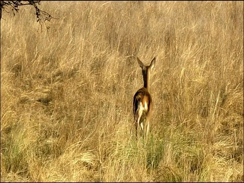 马鹿(Cervus elaphus)的后跑，秋天，Sierra Morena，安达卢西亚，西班牙南部视频素材