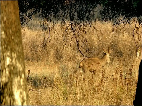 马鹿(Cervus elaphus)雄鹿跟随雌鹿，秋天，Sierra Morena，安达卢西亚，西班牙南部视频素材