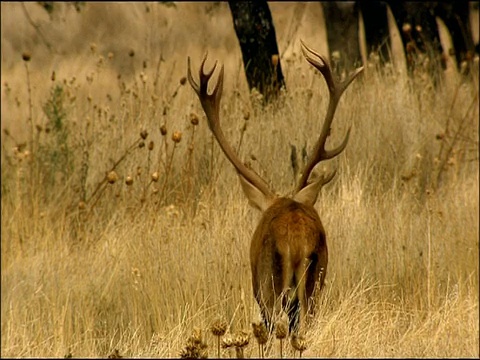 马鹿(Cervus elaphus)雄鹿看起来警觉，秋天，Sierra Morena，安达卢西亚，西班牙南部视频素材