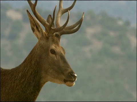 马鹿(Cervus elaphus)雄鹿在发情期咆哮，秋天，Sierra Morena，安达卢西亚，西班牙南部视频素材