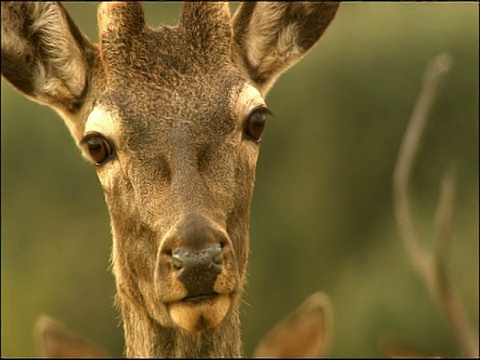 马鹿(Cervus elaphus)雄鹿望着相机，秋天，Sierra Morena，安达卢西亚，西班牙南部视频素材