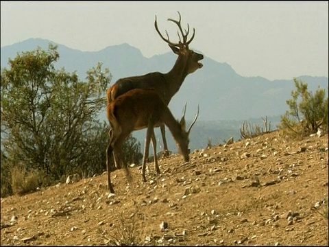 马鹿(Cervus elaphus)鹿鸣，后放牧，秋天，Sierra Morena，安达卢西亚，西班牙南部视频素材