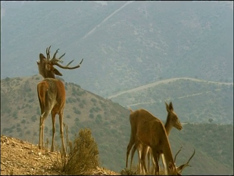 马鹿(Cervus elaphus)鹿鸣，附近的鹿，秋天，Sierra Morena，安达卢西亚，西班牙南部视频素材