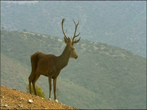 马鹿(Cervus elaphus)雄鹿咆哮在拉特，秋天，Sierra Morena，安达卢西亚，西班牙南部视频素材