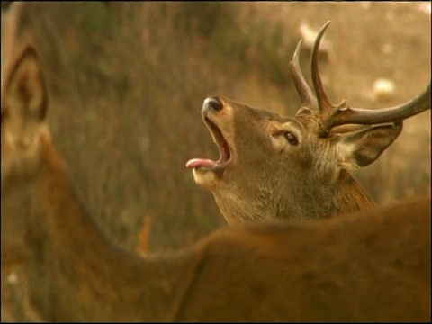 马鹿(Cervus elaphus)雄鹿咆哮在拉特，秋天，Sierra Morena，安达卢西亚，西班牙南部视频素材