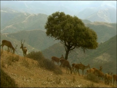 幼黑秃鹰(埃及秃鹰)和马鹿(麋鹿)，秋天，Sierra Morena，安达卢西亚，西班牙南部视频素材