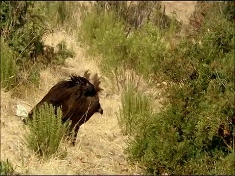 孤独的未成熟的黑秃鹫(Aegypius monachus)向下移动，被狮鹫(Gyps fulvus)捕食的尸体，秋天，Sierra Morena, Andalusia，西班牙南部视频素材