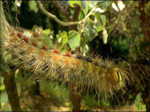 舞毒蛾(Lymantria dispar)吃毛虫;防御发色和警告色，安达卢西亚，西班牙南部视频素材