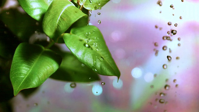 CU SLO MO View of Falling rain over leaves /洛杉矶，CA，美国视频素材