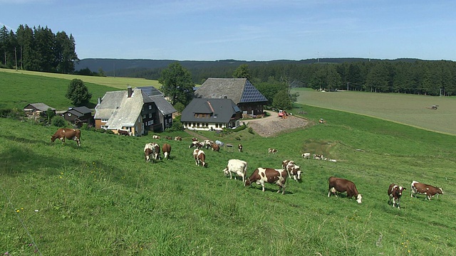 MS Cows near farm / Guetenbach，巴登-符腾堡，德国视频素材