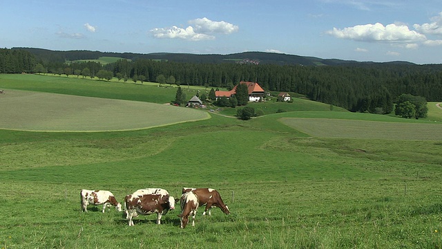 MS Cows near farm / Guetenbach，巴登-符腾堡，德国视频素材