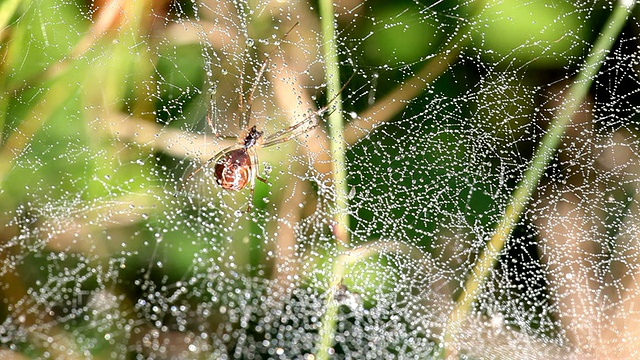 MS蜘蛛挂在带露珠的蜘蛛网上/德国莱茵兰-普法尔茨萨尔堡视频素材