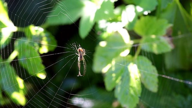 MS蜘蛛挂在带露珠的蜘蛛网上/德国莱茵兰-普法尔茨萨尔堡视频素材
