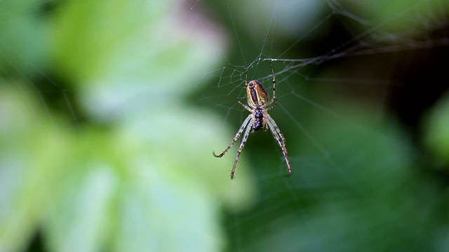 蜘蛛挂在带露珠的蜘蛛网上/德国莱茵兰-普法尔茨萨尔堡视频素材
