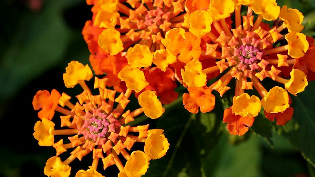 西班牙巴利阿里群岛的Lantana / Mallorca景观视频素材