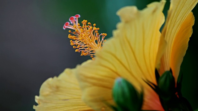 MS View of hibus flower / Mallorca, bal阿里群岛，西班牙视频素材