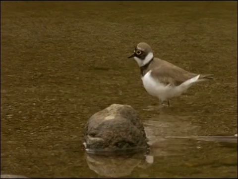 小环鸻(Charadrius dubius)，耶瓜斯河，Sierra Morena，安达卢西亚，西班牙南部视频素材