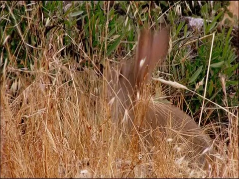 西班牙南部安达卢西亚的莫雷纳山脉，兔子(Oryctolagus cuculus)警觉地坐着视频素材