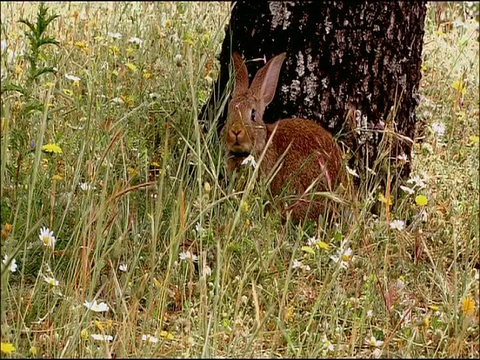 西班牙南部安达卢西亚莫雷纳山脉的野花草地上，一只兔子(Oryctolagus cuniculus)坐在树旁视频素材