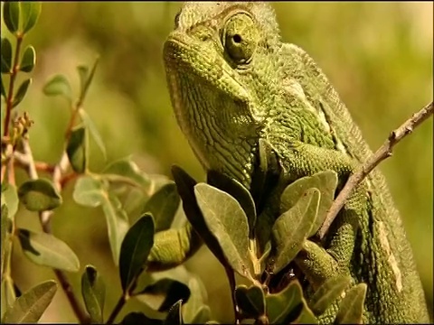 地中海变色龙(Chamaeleo chamaeleon)捕捉猎物，阿尔考金，马拉加，安达卢西亚，西班牙南部视频素材