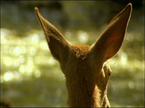 西班牙南部安达卢西亚莫雷纳山马鹿(Cervus elaphus)的后耳抽搐，警觉视频素材