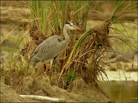 鹭(Ardea cinerea)皱羽，Sierra Morena，安达卢西亚，西班牙南部视频素材