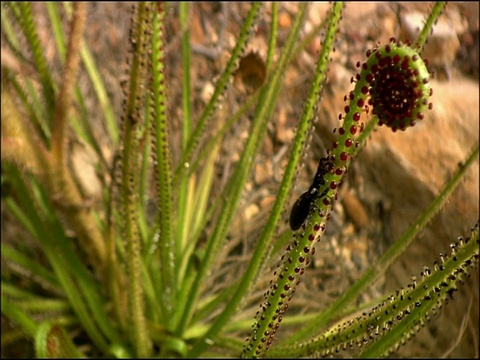 毛茅(Drosera sp.)与捕获的昆虫，西班牙安达卢西亚自然公园(Cadiz y Malaga)视频素材