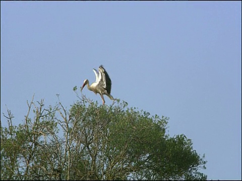 白鹳(Ciconia Ciconia)飞行并降落在树上，其他苍蝇离开，Dehesa de Abajo(普埃布拉del里约热内卢，塞维利亚)，安达卢西亚，西班牙视频素材