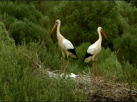 白鹳(Ciconia Ciconia)的巢，Dehesa de Abajo(普埃布拉del里约热内卢，塞维利亚)，安达卢西亚，西班牙视频素材