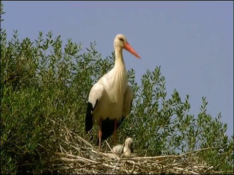 白鹳(Ciconia Ciconia)与雏鸟筑巢，Dehesa de Abajo(普埃布拉del里约热内卢，塞维利亚)，安达卢西亚，西班牙视频素材