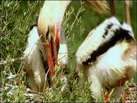 西班牙安达卢西亚，白鹳(Ciconia Ciconia)为雏鸟倒哺食物视频素材