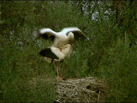 白色Storks (Ciconia Ciconia)， Dehesa de Abajo (Puebla del里约热内卢，塞维利亚)，安达卢西亚，西班牙视频素材